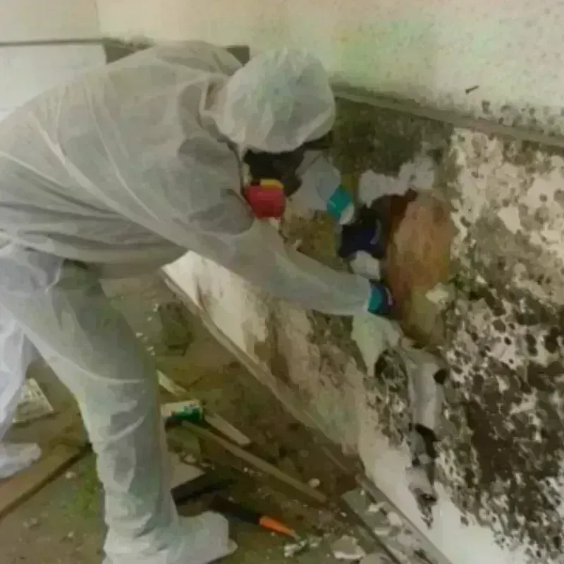 Mold Remediation and Removal in Westport, NC